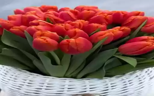 Red tulip bouquet wallpaper  from Chrome web store to be run with OffiDocs Chromium online