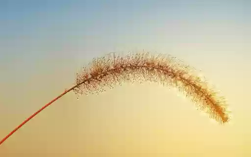 Reed flower  from Chrome web store to be run with OffiDocs Chromium online