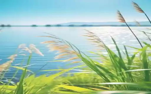 Reeds stretching in the wind Wallpaper  from Chrome web store to be run with OffiDocs Chromium online