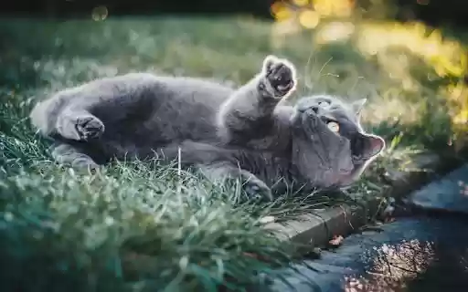 Relaxing Cat Theme  from Chrome web store to be run with OffiDocs Chromium online