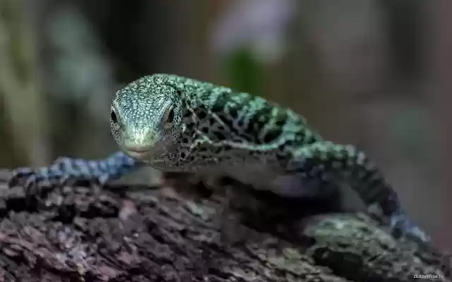 Reptile  from Chrome web store to be run with OffiDocs Chromium online