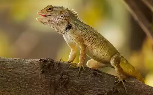 Reptile with sharp scales  from Chrome web store to be run with OffiDocs Chromium online