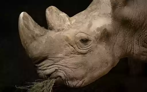 rhino horn  from Chrome web store to be run with OffiDocs Chromium online