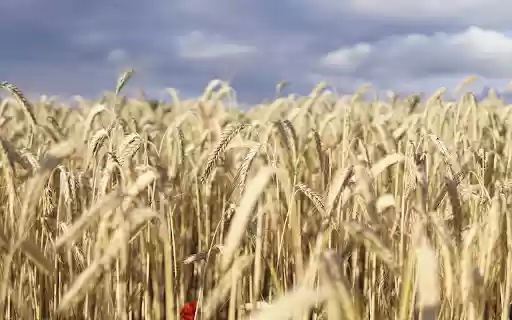 Ripe barley field  from Chrome web store to be run with OffiDocs Chromium online