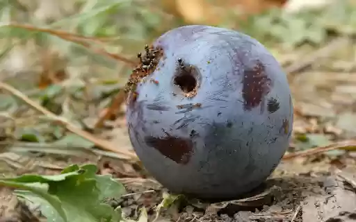 Ripe fruit and ants  from Chrome web store to be run with OffiDocs Chromium online