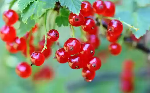 Ripe red fruit  from Chrome web store to be run with OffiDocs Chromium online