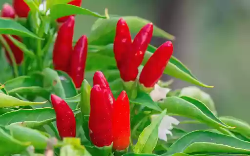 ripe red pepper plant from Chrome web store to be run with OffiDocs Chromium online ripe red pepper plant from Chrome web store to be run with OffiDocs Chromium online
