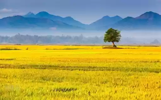 Ripe rice field wallpaper  from Chrome web store to be run with OffiDocs Chromium online