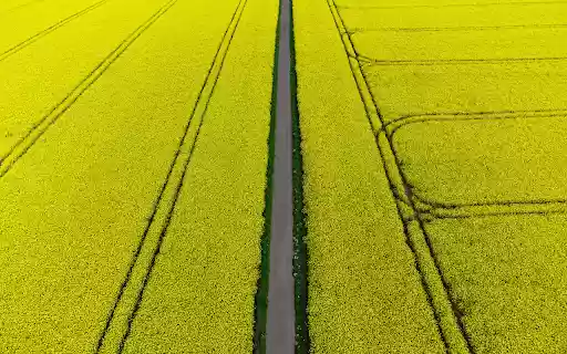 road and yellow flowers  from Chrome web store to be run with OffiDocs Chromium online