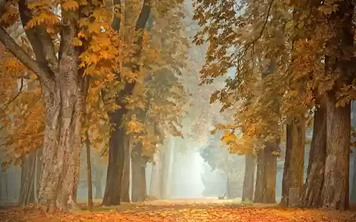 Road autumn  from Chrome web store to be run with OffiDocs Chromium online