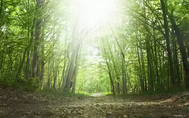 Road in the woods  from Chrome web store to be run with OffiDocs Chromium online