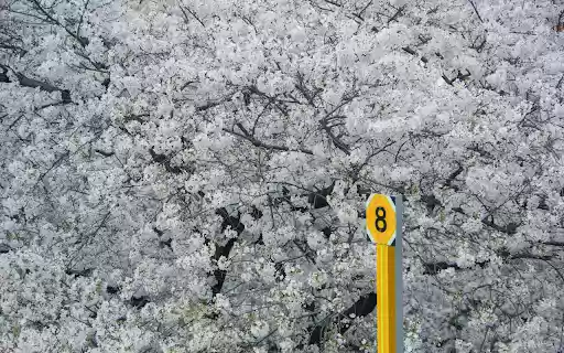 Road Sign against the Background of Trees in Blossom  from Chrome web store to be run with OffiDocs Chromium online