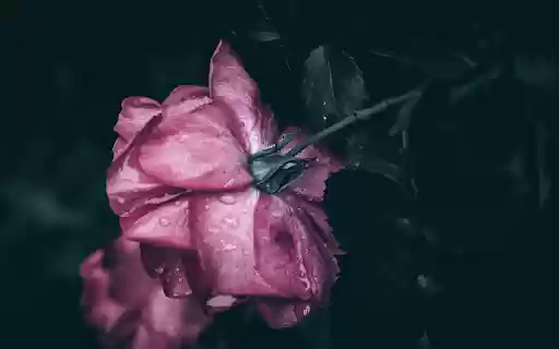 Rose bathed in the night rain  from Chrome web store to be run with OffiDocs Chromium online