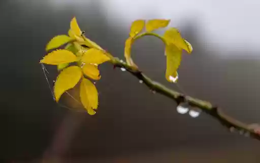 Rose branches and yellow leaves  from Chrome web store to be run with OffiDocs Chromium online