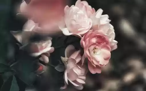 Rose bush  from Chrome web store to be run with OffiDocs Chromium online