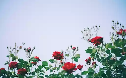 Rose fields  from Chrome web store to be run with OffiDocs Chromium online