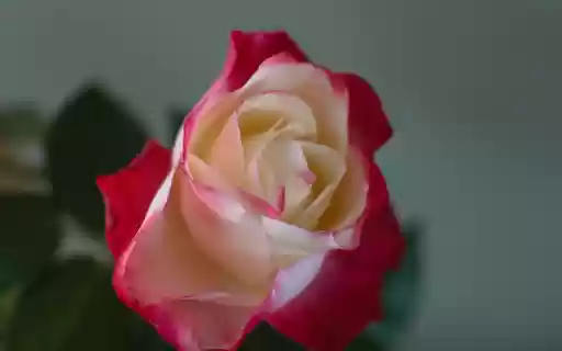 Roses bloom bright pink  from Chrome web store to be run with OffiDocs Chromium online