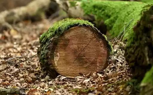 Round logs and green moss  from Chrome web store to be run with OffiDocs Chromium online