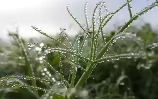 Round water drops on the tree from Chrome web store to be run with OffiDocs Chromium online Round water drops on the tree from Chrome web store to be run with OffiDocs Chromium online