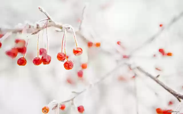 Rowan Tree from Chrome web store to be run with OffiDocs Chromium online Rowan Tree from Chrome web store to be run with OffiDocs Chromium online