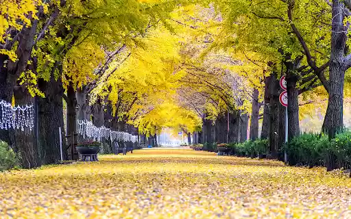 row of yellow ginkgo trees in Asan  from Chrome web store to be run with OffiDocs Chromium online