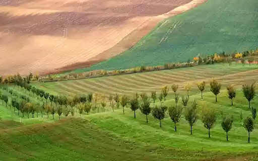 Rows of trees around the hills from Chrome web store to be run with OffiDocs Chromium online Rows of trees around the hills from Chrome web store to be run with OffiDocs Chromium online