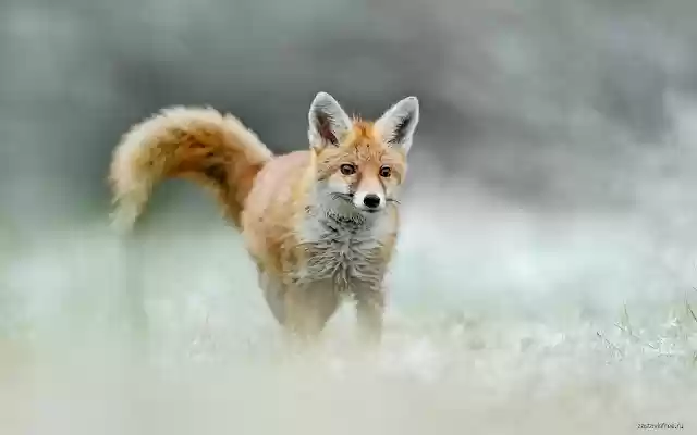 Running Fox from Chrome web store to be run with OffiDocs Chromium online Running Fox from Chrome web store to be run with OffiDocs Chromium online