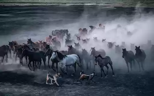 Running Herd of Horses and Two Dogs  from Chrome web store to be run with OffiDocs Chromium online
