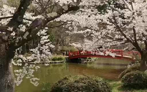Sakura Blossoms  from Chrome web store to be run with OffiDocs Chromium online