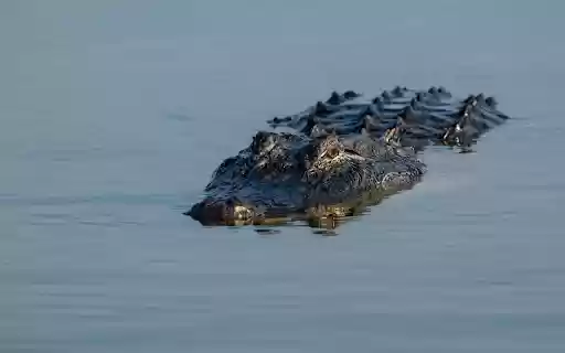 Scary giant crocodile  from Chrome web store to be run with OffiDocs Chromium online
