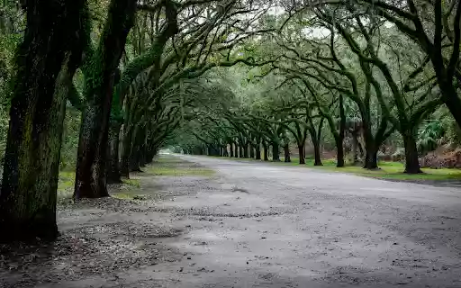 Scenic oak tree avenue in Savannah, Georgia  from Chrome web store to be run with OffiDocs Chromium online
