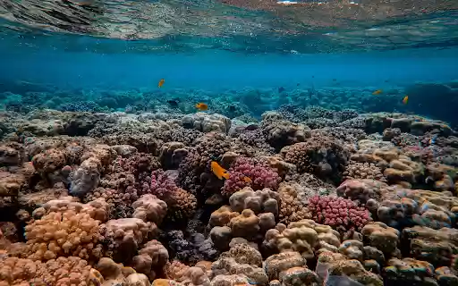 Scenic Photo of Coral Reef  from Chrome web store to be run with OffiDocs Chromium online