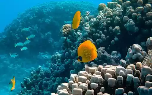 School of fish swimming in coral reef  from Chrome web store to be run with OffiDocs Chromium online