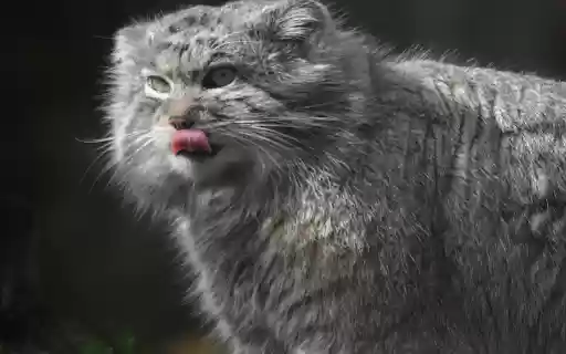 Scottish Fold Cat from Chrome web store to be run with OffiDocs Chromium online Scottish Fold Cat from Chrome web store to be run with OffiDocs Chromium online