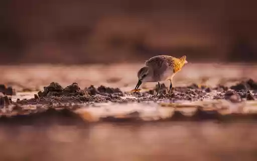 Sea bird  from Chrome web store to be run with OffiDocs Chromium online