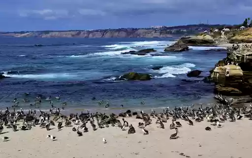 Seabirds  from Chrome web store to be run with OffiDocs Chromium online