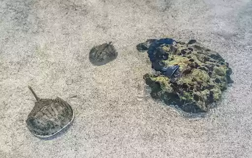 Sea creatures on the sandy shore from Chrome web store to be run with OffiDocs Chromium online Sea creatures on the sandy shore from Chrome web store to be run with OffiDocs Chromium online