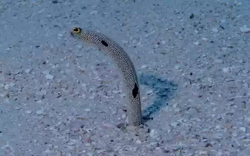 Sea Eel  from Chrome web store to be run with OffiDocs Chromium online