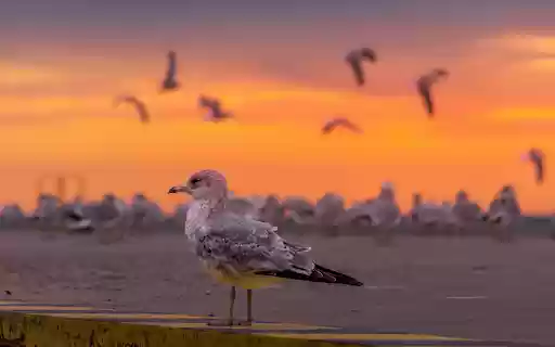 Seagull at Dusk from Chrome web store to be run with OffiDocs Chromium online Seagull at Dusk from Chrome web store to be run with OffiDocs Chromium online