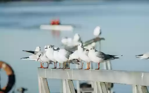 Seagull on Railing  from Chrome web store to be run with OffiDocs Chromium online