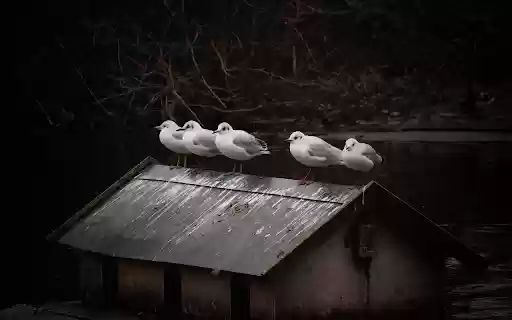 Seagulls and small house from Chrome web store to be run with OffiDocs Chromium online Seagulls and small house from Chrome web store to be run with OffiDocs Chromium online