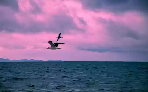 Seagulls Flying over the Sea  from Chrome web store to be run with OffiDocs Chromium online