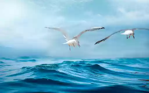 Seagulls fly over the sea from Chrome web store to be run with OffiDocs Chromium online Seagulls fly over the sea from Chrome web store to be run with OffiDocs Chromium online