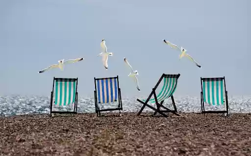 Seagulls spread their wings  from Chrome web store to be run with OffiDocs Chromium online