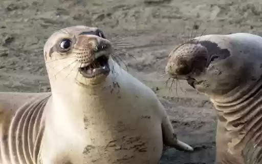Seal: The Playful and Agile Ocean Swimmer  from Chrome web store to be run with OffiDocs Chromium online