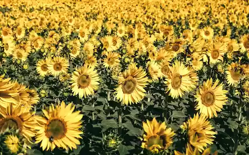 Sea of ​​Flowers  from Chrome web store to be run with OffiDocs Chromium online