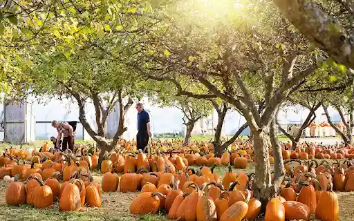 Sea of ​​pumpkins  from Chrome web store to be run with OffiDocs Chromium online