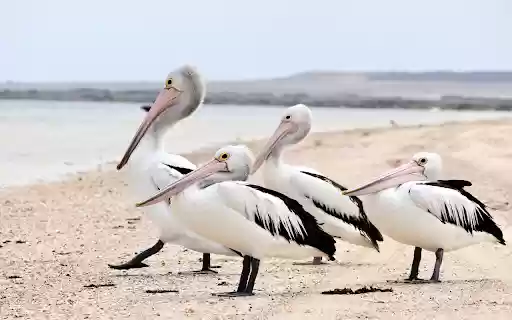 Sea Pelicans  from Chrome web store to be run with OffiDocs Chromium online