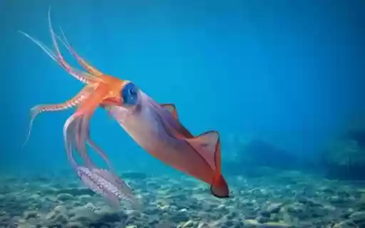 sea ​​squid wallpaper  from Chrome web store to be run with OffiDocs Chromium online