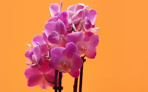 Seductive purple orchid branchesSeductive purple orchid branches  from Chrome web store to be run with OffiDocs Chromium online